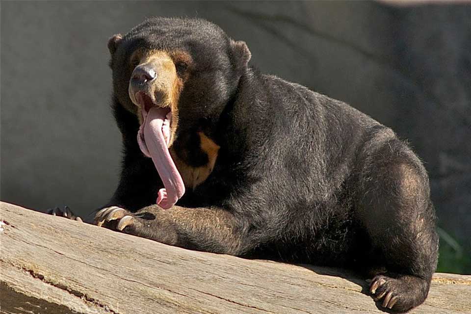 L'ours malais a une langue mince et longue