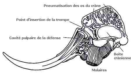 <multi>[en]Elephant skull[fr]Crâne de l'éléphant</multi>
