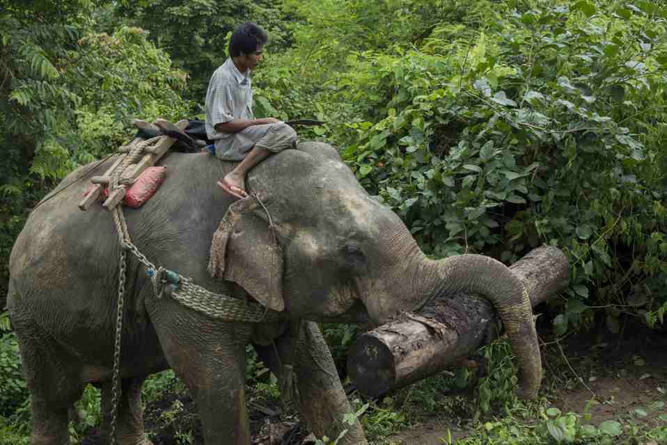 <multi>[en]Elephant in a forestry operation in Burma[fr]Éléphant dans une exploitation forestière en Birmanie</multi>