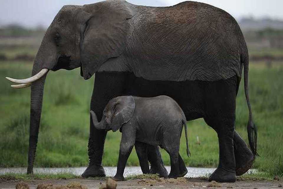 Éléphants d'Afrique (Loxodonta africana) 