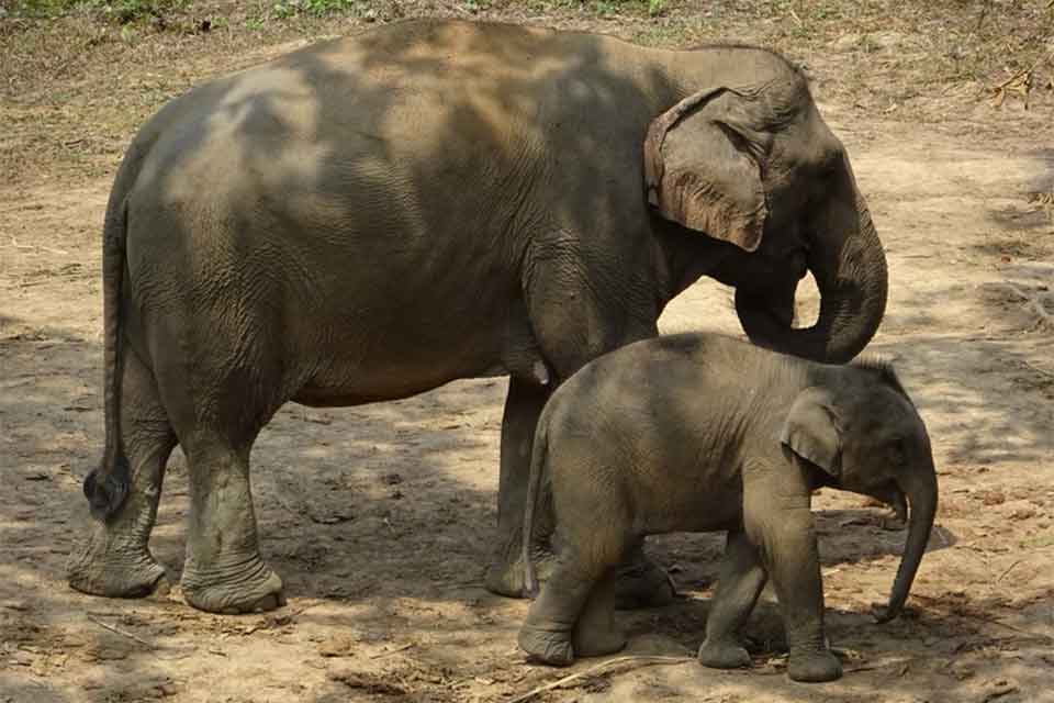 <multi>[en]Elephant and baby[fr]Éléphant et son petit</multi>
