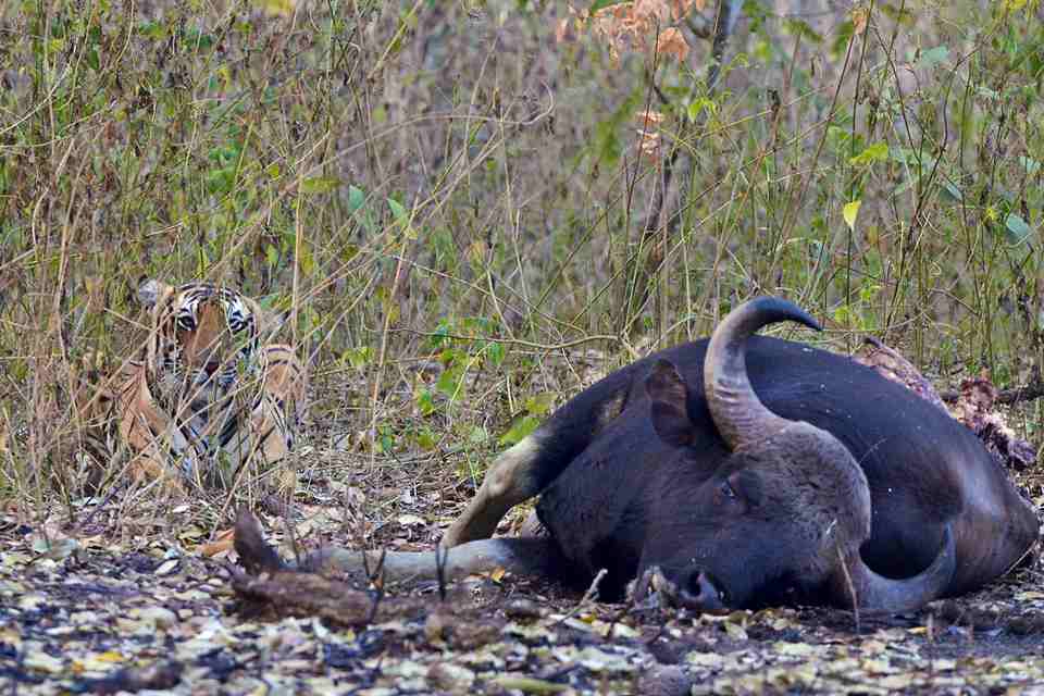 <multi>[fr]Jeune gaur tué par un tigre[en]Young gaur killed by a tiger</multi>