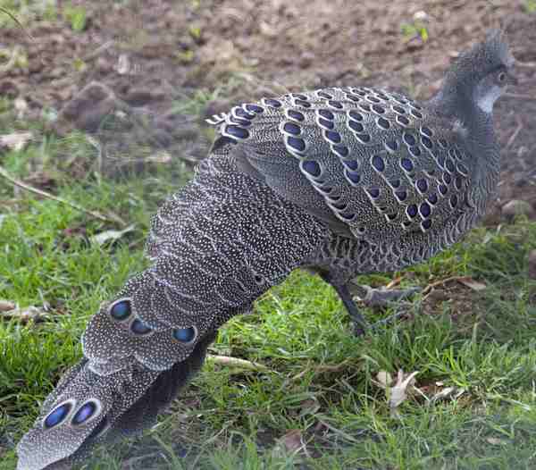<multi>[fr]Éperonniers chinquis[en] Grey Peacock-Pheasant</multi> - Polyplectron bicalcaratum 