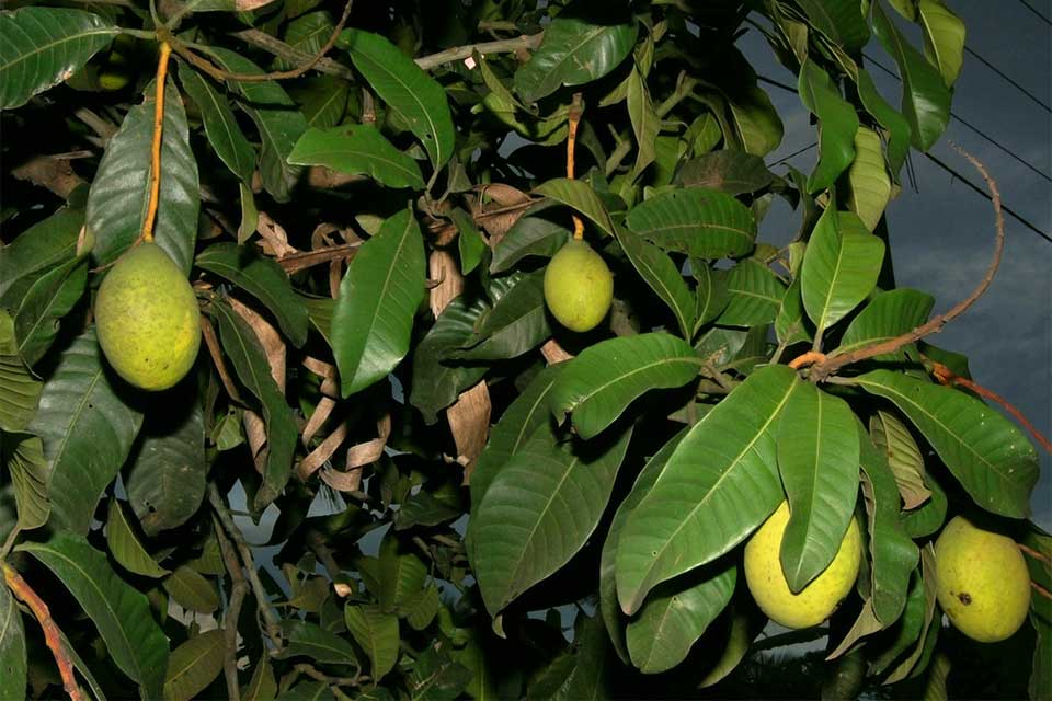 Le kuweni - Le manguier odorant