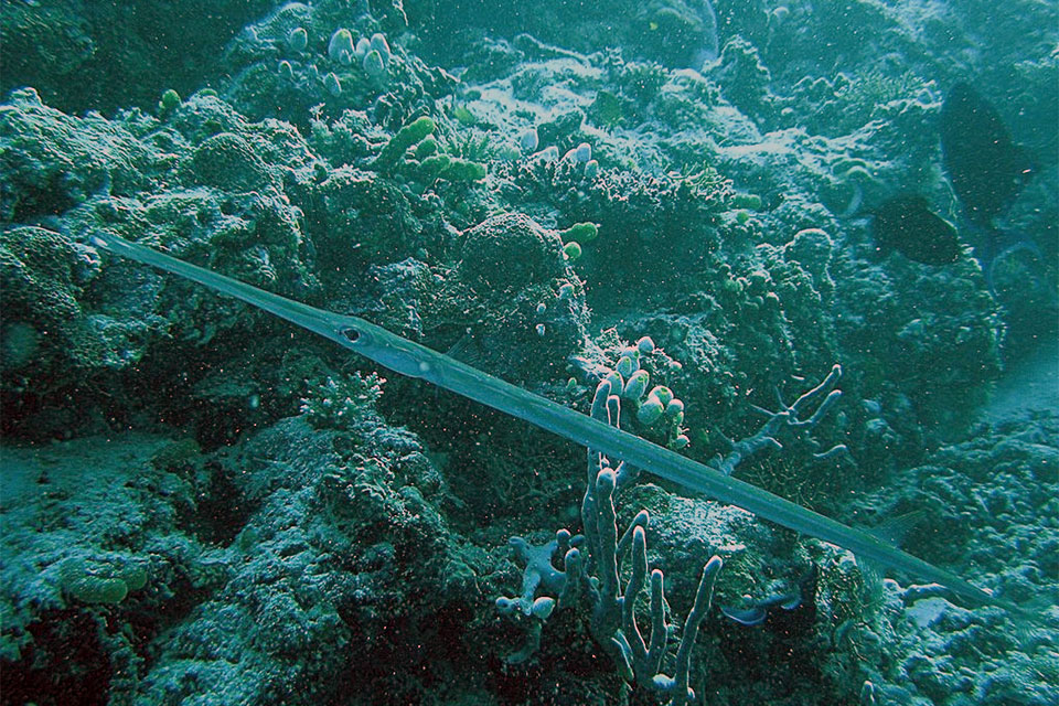 Poisson flûte ou fistulaire à points bleus (Fistularia commersonii)