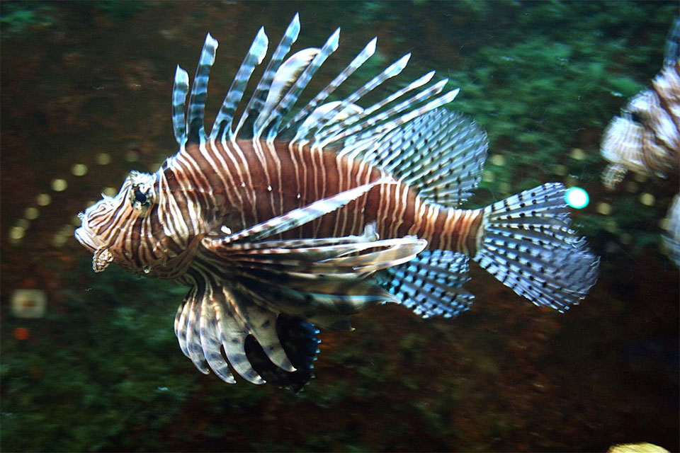 Rascasse volante (Pterois volitans)