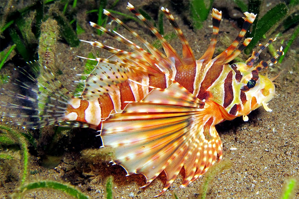 Ptérois zèbre (Dendrochirus zebra)