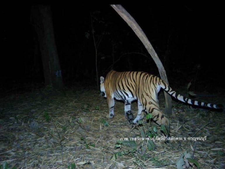  Tigre d'Indochine - Panthera tigris corbetti