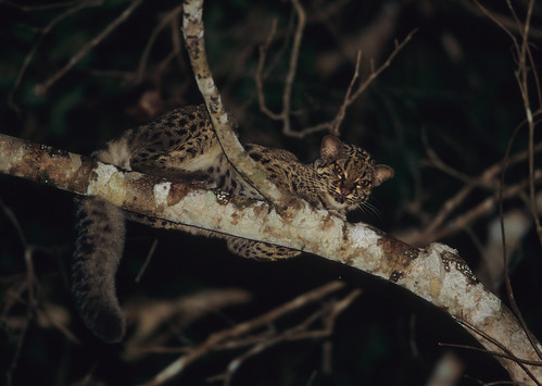 Le chat marbré est un petit chat vivant dans les arbres