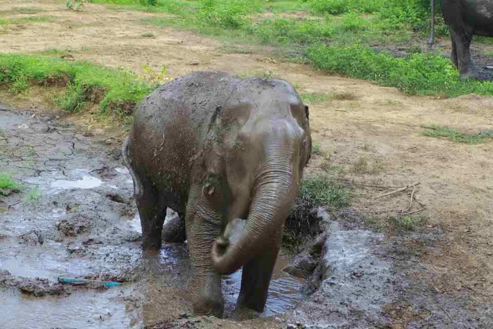 Bain de boue d'un jeune éléphant