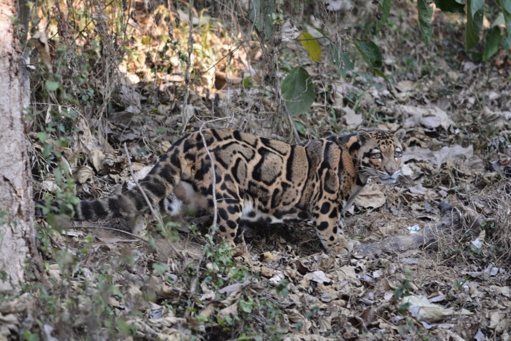 Neofelis nebulosa par Dr Raju Kasambe