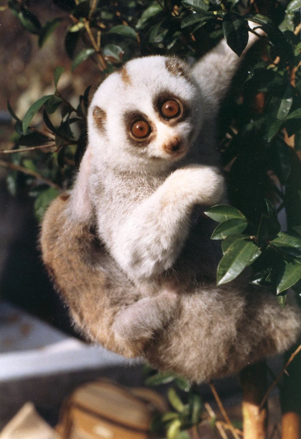 Loris lent du Laos avec un bébé de six semaine - โดย Helena Snyder - email, CC BY-SA 3.0, https://commons.wikimedia.org/w/index.php?curid=12616339