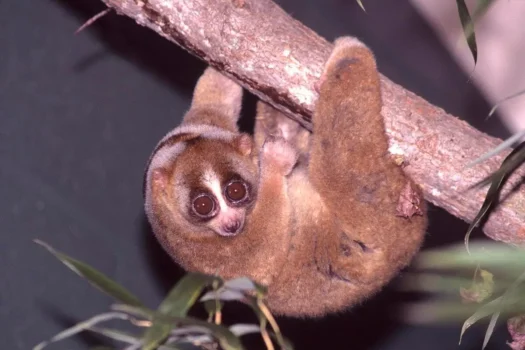 Loris lent - Nycticebus coucang