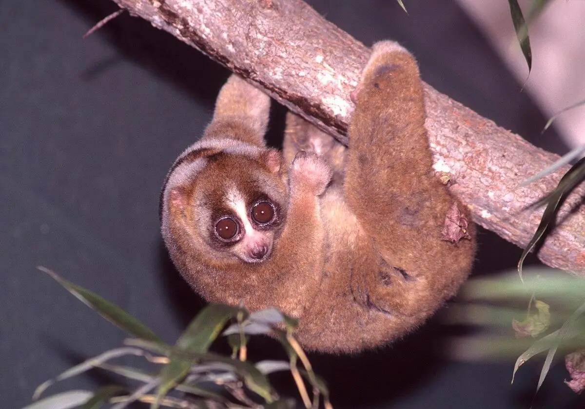 Loris lent - Nycticebus coucang